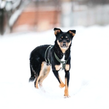 Собаки в добрые руки - Деймонд - 1