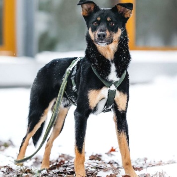 Собаки в добрые руки - Деймонд - 2