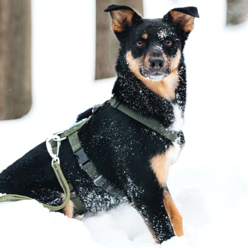 Собаки в добрые руки - Деймонд - 3