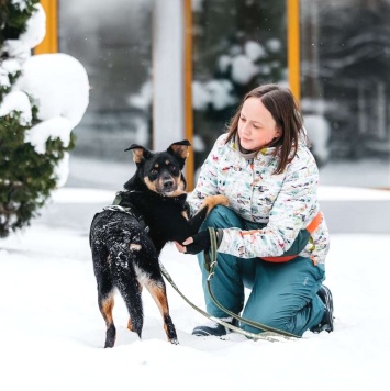 Собаки в добрые руки - Деймонд - 4