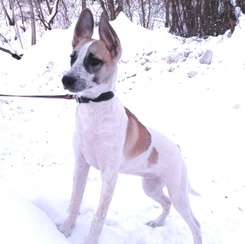 Юна - Собаки в добрые руки