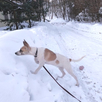 Собаки в добрые руки - Юна - 1