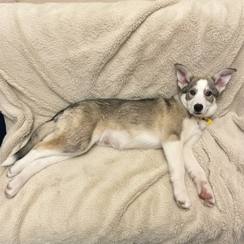 Собаки в добрые руки - Астра - 1