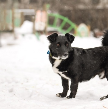 Собаки в добрые руки - Шнырек