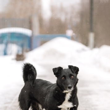 Собаки в добрые руки - Шнырек - 1
