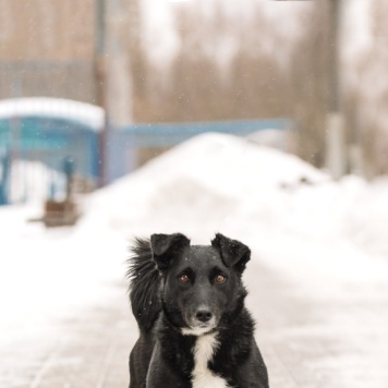 Собаки в добрые руки - Шнырек - 2