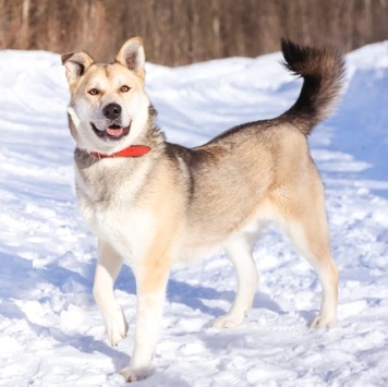 Собаки в добрые руки - Брюс