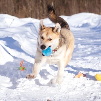 Собаки в добрые руки - Брюс - 3