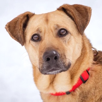 Собаки в добрые руки - Шеба - 3