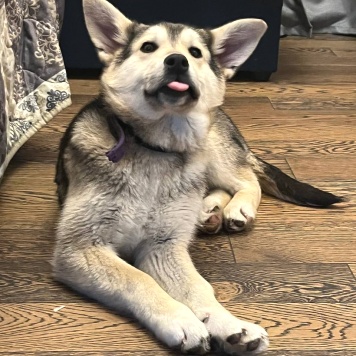 Собаки в добрые руки - Юта - 1