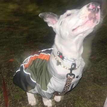 Собаки в добрые руки - Декстор Морган - 1