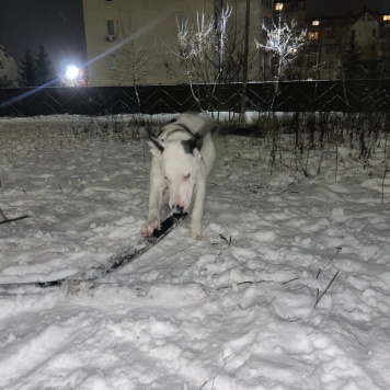 Собаки в добрые руки - Декстор Морган - 2