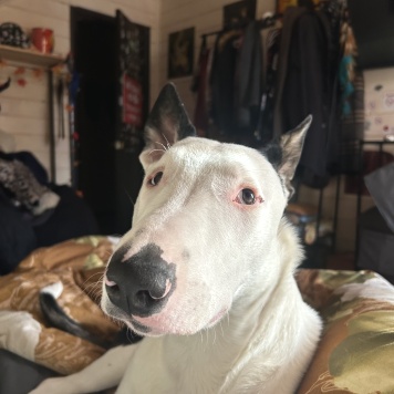 Собаки в добрые руки - Декстор Морган - 3