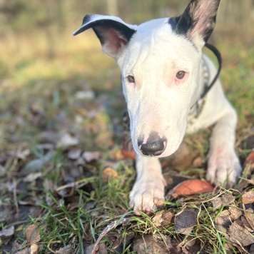 Собаки в добрые руки - Декстор Морган - 4