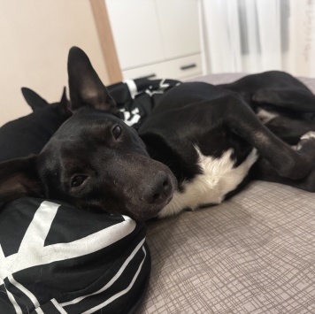 Собаки в добрые руки - Миша