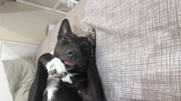 Собаки в добрые руки - Миша - 1