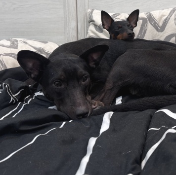 Собаки в добрые руки - Миша - 3