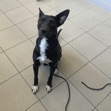 Собаки в добрые руки - Миша - 4