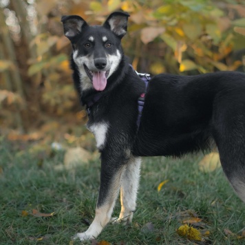 Собаки в добрые руки - Смородина