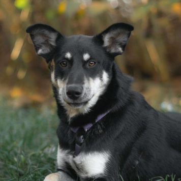 Собаки в добрые руки - Смородина - 1