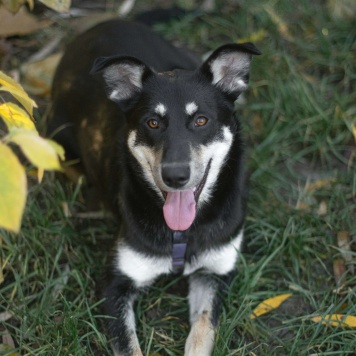 Собаки в добрые руки - Смородина - 2