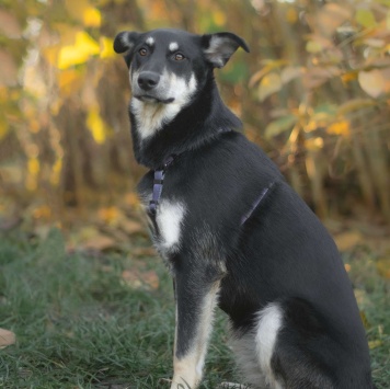 Собаки в добрые руки - Смородина - 3