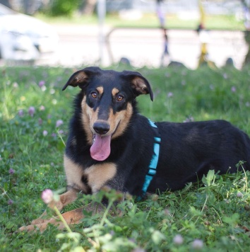 Собаки в добрые руки - Эмбер - 1