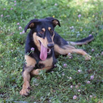 Собаки в добрые руки - Эмбер - 2