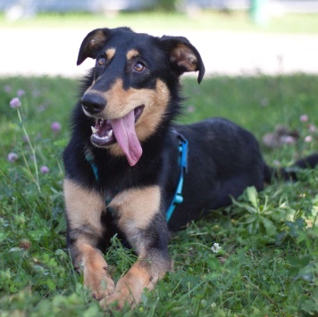 Собаки в добрые руки - Эмбер - 3