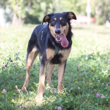 Собаки в добрые руки - Эмбер - 4