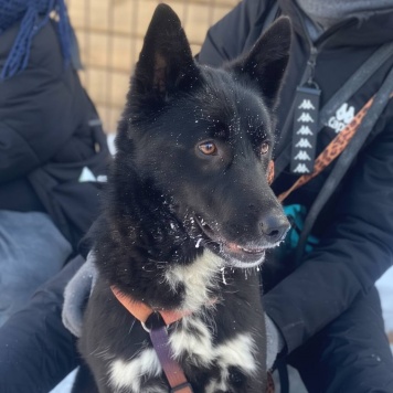 Собаки в добрые руки - Слива - 1