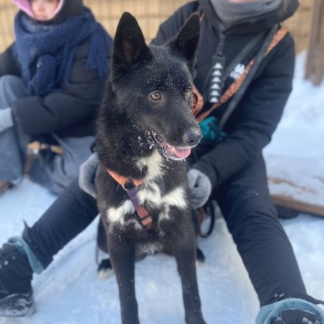 Собаки в добрые руки - Слива