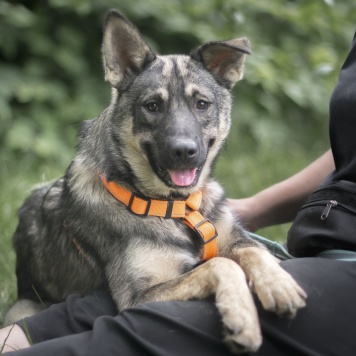 Собаки в добрые руки - Сырник