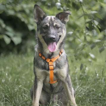 Собаки в добрые руки - Сырник - 1