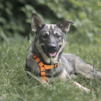 Собаки в добрые руки - Сырник - 2