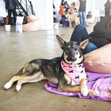 Собаки в добрые руки - Киви - 1