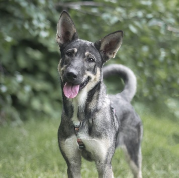 Собаки в добрые руки - Киви - 2