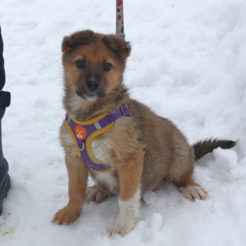 Оскар - Собаки в добрые руки