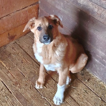 Оскар - Собаки в добрые руки