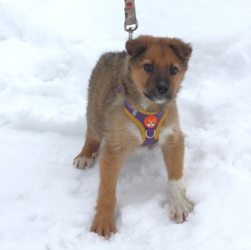 Собаки в добрые руки - Оскар - 1