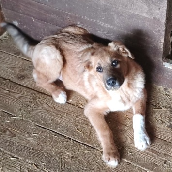 Собаки в добрые руки - Оскар - 1