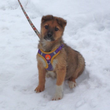 Собаки в добрые руки - Оскар - 2