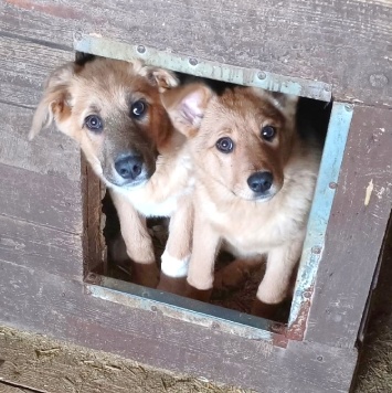 Собаки в добрые руки - Оскар - 2