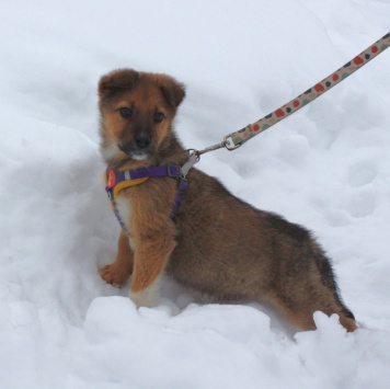 Собаки в добрые руки - Оскар - 3