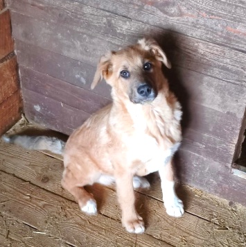 Собаки в добрые руки - Оскар - 3