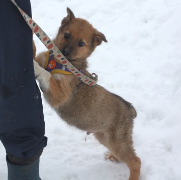 Собаки в добрые руки - Оскар - 4