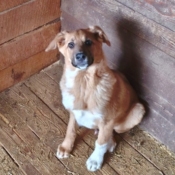 Собаки в добрые руки - Оскар - 4