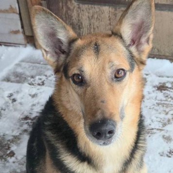 Собаки в добрые руки - Семен