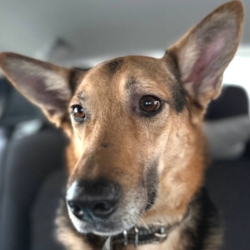 Собаки в добрые руки - Семен - 1