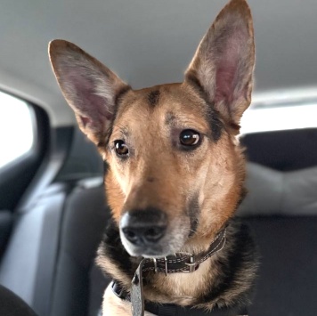 Собаки в добрые руки - Семен - 2